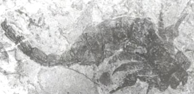 Palaeophonus